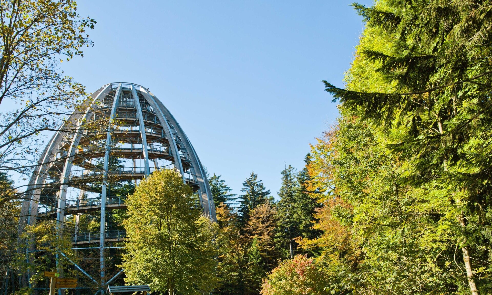 Blick zum Baumwipfelpfad im Nationalpark Bayerischer Wald mit vielen grünen Bäumen